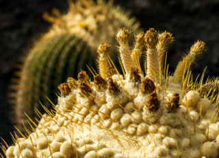 fotoreise lanzarote - kaktusgarten jardin de cactus